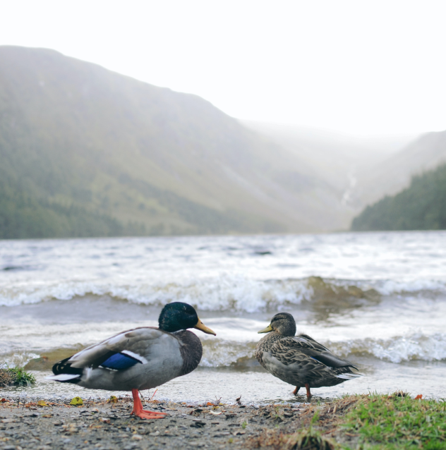 Two ducks on the lake shore