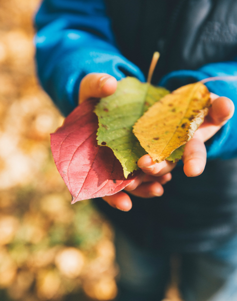 Child holding different coloured leaves