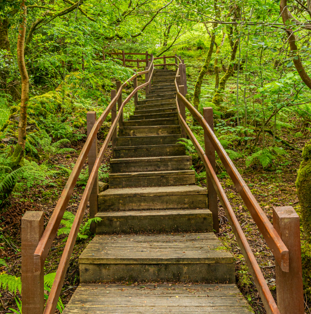 Stairway through Woods
